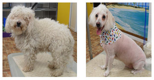 Toy Poodle Before and After 