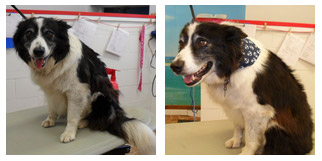 Border Collie Before and After 